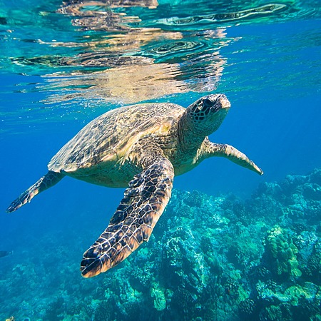 Reef Trips