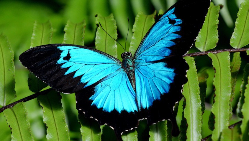 butterfly Walk