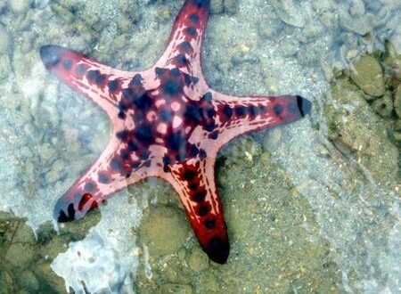 starfish