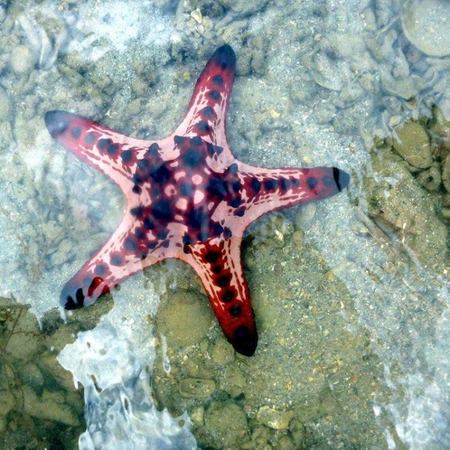 starfish