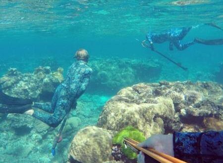 Snorkelling and diving at King Reef Resort